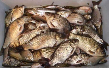 当你的钓鱼饵料变成蚊子的自助餐,怎么办?