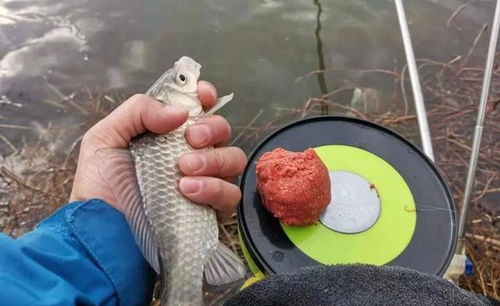 鱼钓饵料不吃食？这5个原因和应对策略，让你的鱼获翻倍！