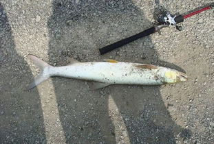 鱼轮钓鱼饵料制作全攻略，从入门到精通