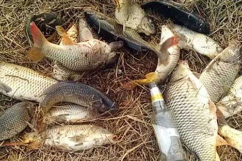 散炮开饵秘籍，打造诱鱼神器的饵料制作视频全攻略