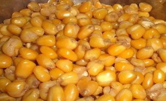 米可钓鱼饵料怎么配？这份实战配方与技巧全解析