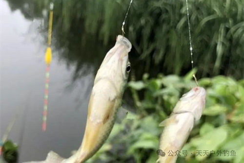 狂鲤上钩秘籍，自制狂鲤钓鱼饵料配比全解析