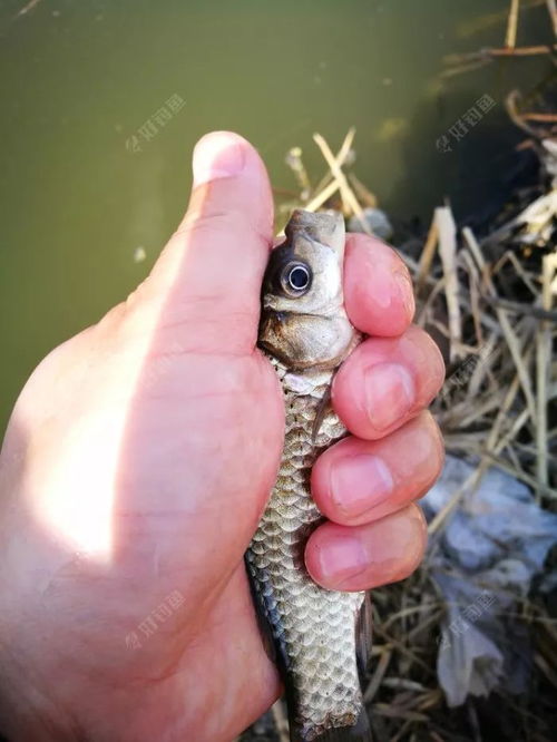 钓鱼饵料超肉怎么办?这些调整技巧让你鱼获翻倍!
