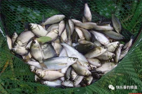 露出！莽子钓鱼饵料配比视频全解析