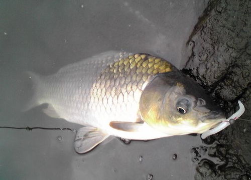 小砖块钓鱼饵料，掌握这5个技巧，轻松钓大鱼！