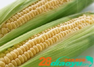 玉米变饵料，散炮钓大鱼！