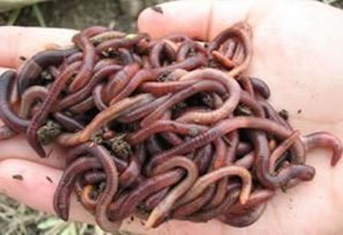 干蚯蚓怎么换米粒钓鱼饵料，实用技巧与秘籍