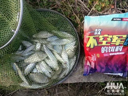 贺子钓鱼饵料配色指南，让鱼儿无法抗拒的视觉诱惑