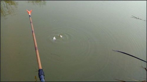 钓鱼饵料专用杯吊绳，提升垂钓体验的实用工具