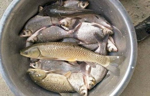 冬季钓鱼饵料的色彩艺术，如何让饵料更吸引鱼儿