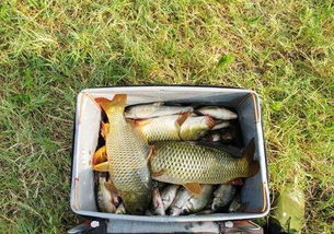 钓鱼饵料易散怎么办?这些实用技巧让你的鱼饵更持久