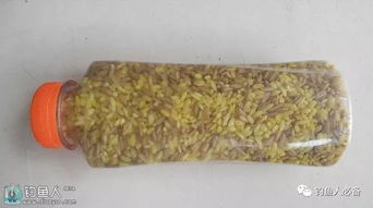 钓鱼饵料与窝料的使用方法详解