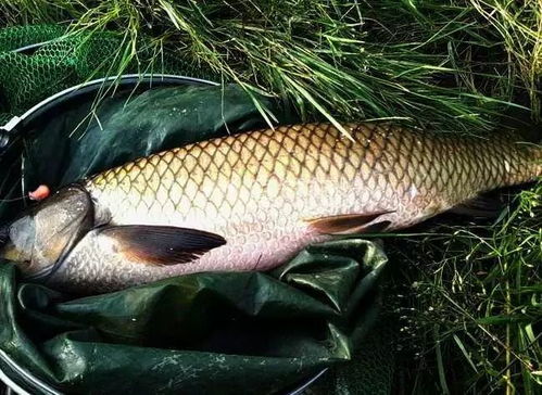 钓得爽,饵料是关键,让你的钓鱼体验更上一层楼!