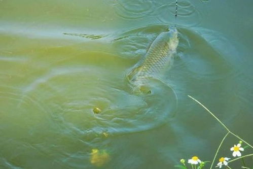 钓鱼饵料怎么换饵质?这5个技巧让你的鱼获翻倍!