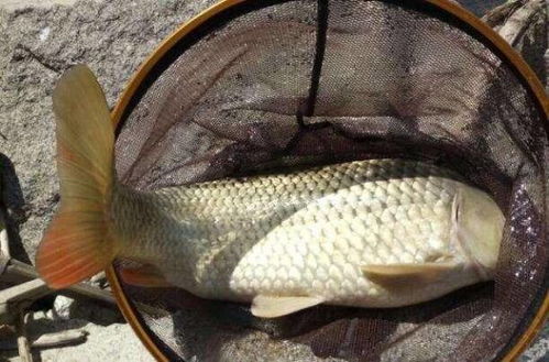 钓鱼饵料怎么拌的多点呢?秘方大公开,让鱼儿疯狂咬钩!