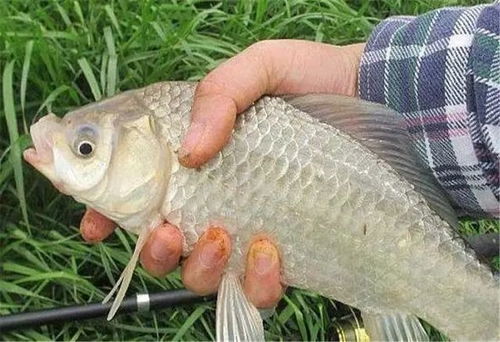 钓鱼饵料颗粒大小的选择，决定你能否钓上大鱼的关键因素