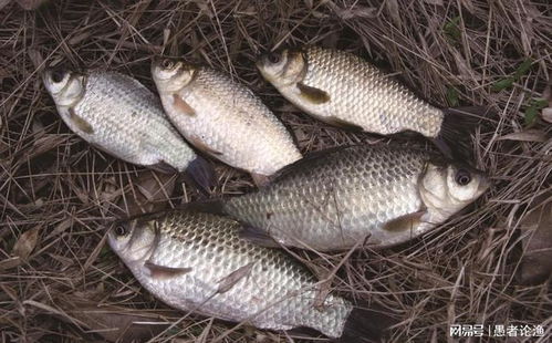 钓鱼鲫鱼饵料小药怎么配?揭秘实战配方与使用技巧