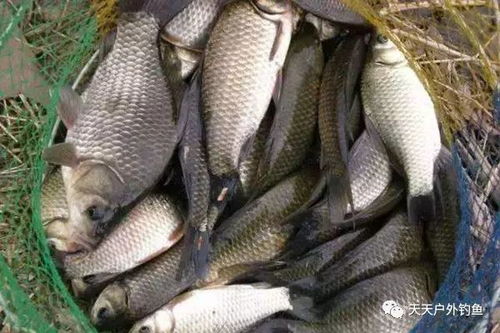 田薯饵料，野钓鲫鲤的秘密武器