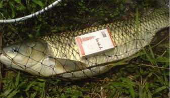 天元青草钓鱼饵料怎么样？深度评测与使用心得