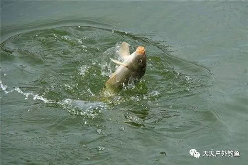 钓鱼饵料细粉怎么用最好？掌握这几点，鱼口多到停不下来！