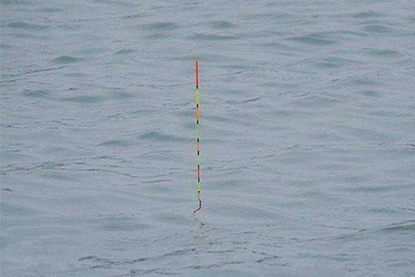 三粒漂怎么选择钓鱼饵料