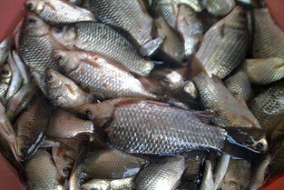 自制莲子饵料钓鱼秘方，手把手教你制作全过程（附视频教程）