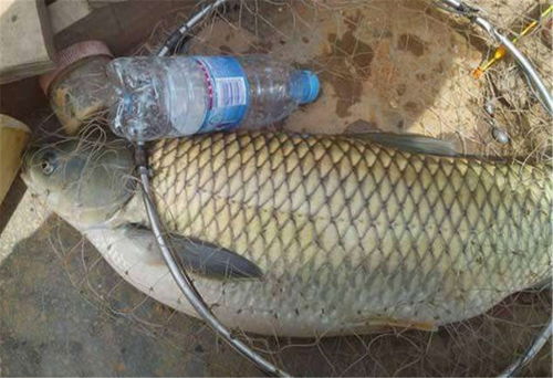 钓鱼饵料七块七怎么配比，简单易学的实战配方