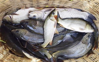 钓鱼饵料散弹怎么办？5分钟教你快速解决，鱼口照样爆！