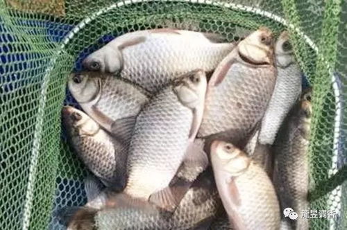 夏季高温下，这样调制肉饵让鱼疯狂咬钩！