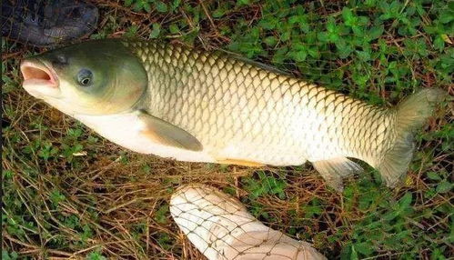 鲟鱼饵料钓鱼怎么样？视频教程详解