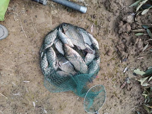 鱼墨钓鱼饵料，效果如何？探索天然钓鱼技巧