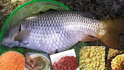 天罡钓鱼饵料怎么配的啊？手把手教你打造专属诱饵