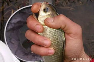 钓鱼饵料怎么调拉饵技巧,从入门到精通的完整指南