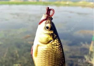 钓鱼饵料鲤金鱼怎么用的，从入门到精通的实用指南