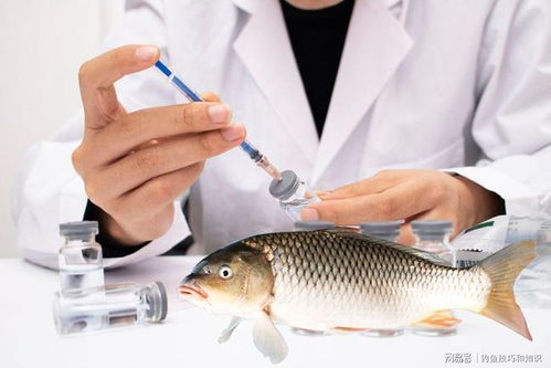 钓鱼饵料很稀是怎么回事？原因分析与解决方法