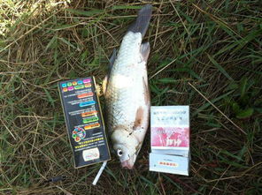 钓鱼饵料的正确使用方法，从选择到实战技巧