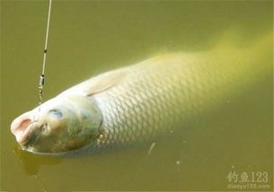 长河钓鱼饵料怎么用？手把手教你制作与使用，附视频教程！