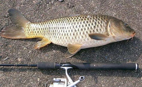 秘制玉米饵料，自制钓鱼神器，三天上钩！