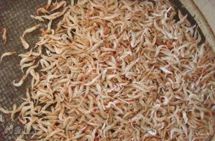 虾粉钓鱼饵料的使用方法与技巧