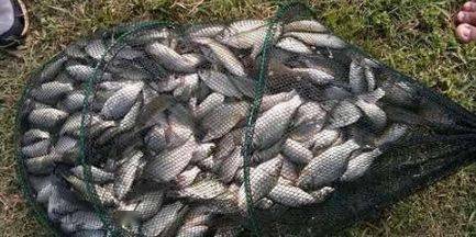 钓鱼怎么找黑坑鱼饵料的？这5个技巧让你成为黑坑高手！