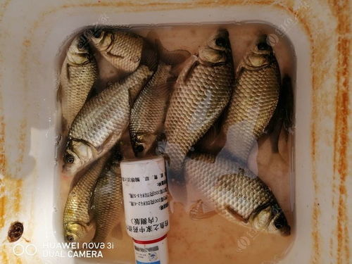 蓝鲫饵料，钓鱼人的秘密武器