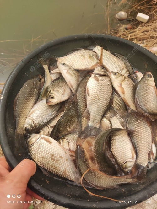 开一家钓鱼饵料厂怎么样？