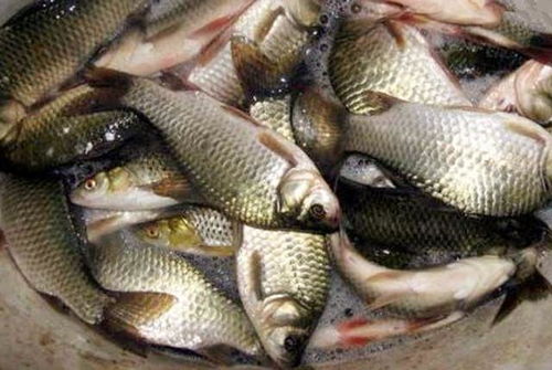 钓鱼怎么做鲫鱼饵料好吃，垂钓高手的黄金配方完全指南