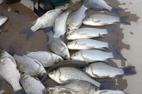 用海鱼饵料钓鱼怎么样？海洋垂钓的科学选择与实战技巧