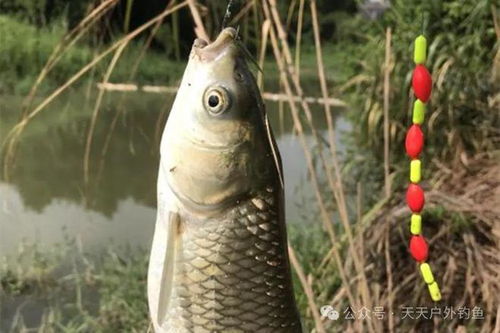 芙蓉江钓鱼饵料怎么用的？这些技巧让你的鱼获翻倍！