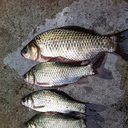 鲈鱼延绳钓鱼饵料配制指南