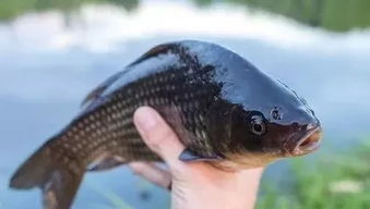 钓鱼饵料配制秘籍，如何让鱼儿上钩