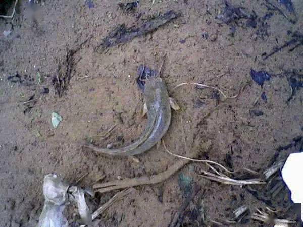 青虫钓鱼秘籍，如何用青虫饵料钓到大鱼？