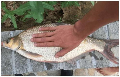 钓鱼饵料粗细选择指南，掌握这几点，鱼获翻倍！