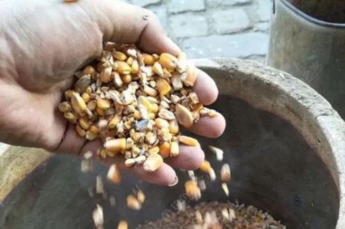 冬季钓鱼饵料新选择，玉米粒的妙用与处理技巧